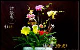辰m֮ ----zӰpһ